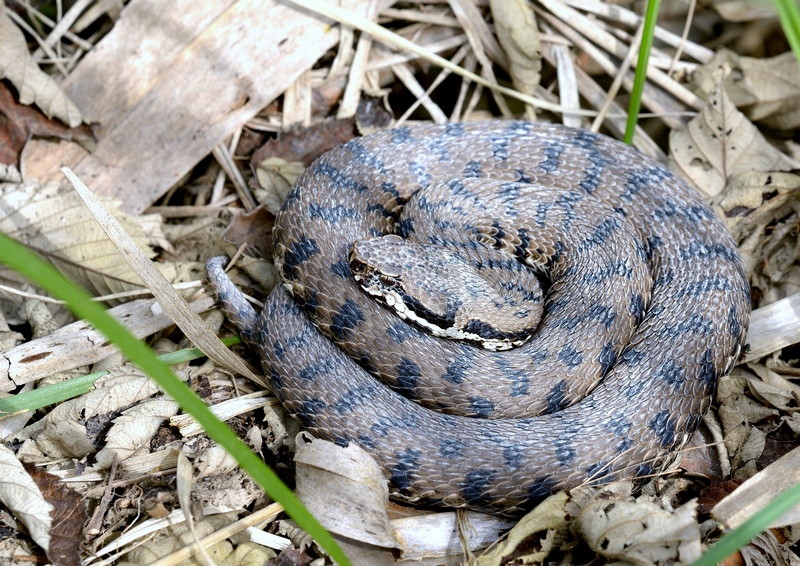 Vipera aspis